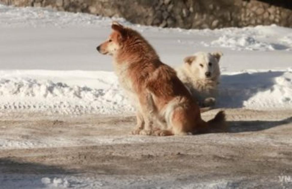 Эвтаназии подвергли более сотни бездомных животных в Новосибирской области