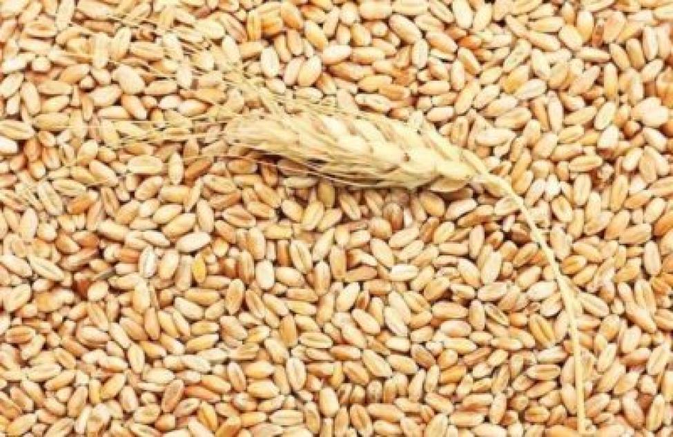 До 500 тонн зерна в день принимает Здвинское хлебоприемное предприятие