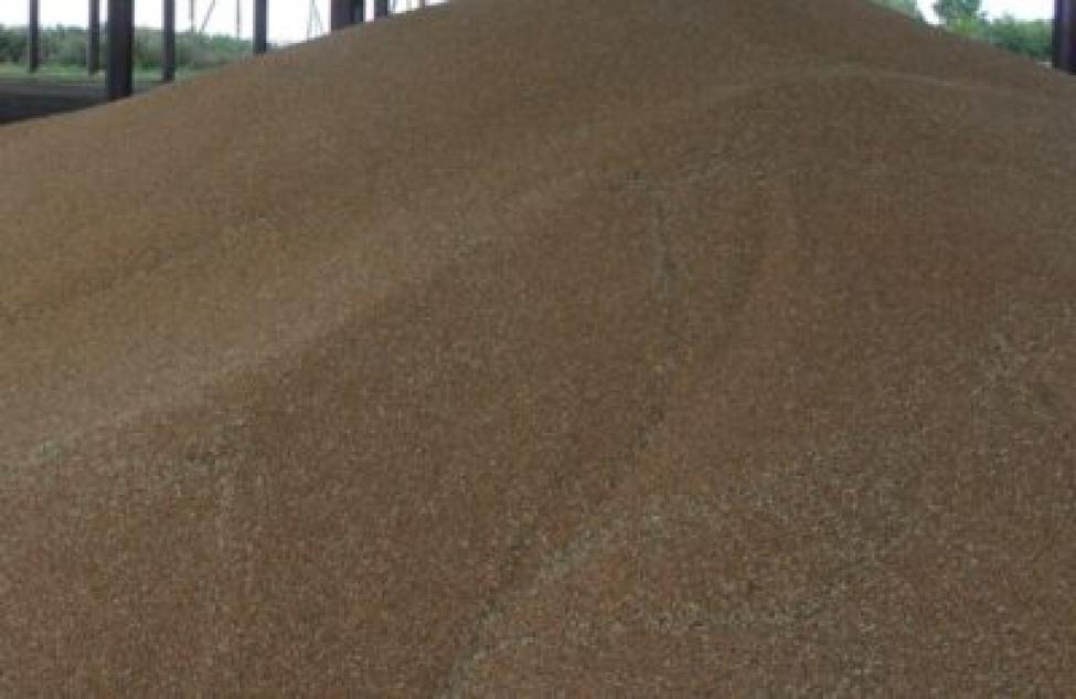 Почти 600 тысяч тонн новосибирского зерна отправили на экспорт в 2021 году